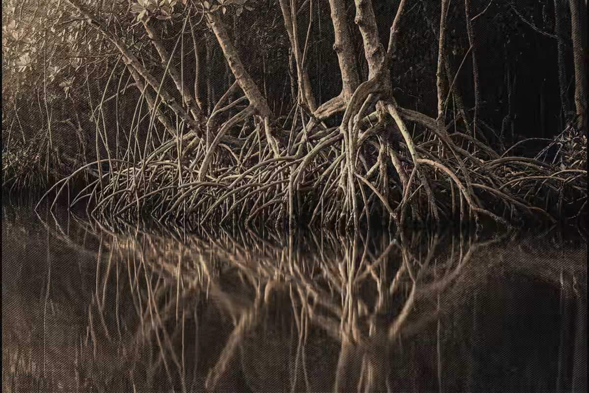 Raíces de manglar entrelazadas sobre el agua en calma y su reflejo: la vida y el trabajo como un solo tejido.